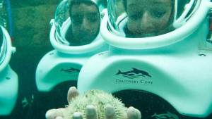 discovery-cove-orlando4
