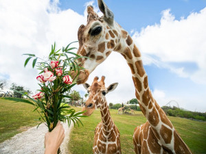 Источник - официальный инстаграм-аккаунт парка @buschgardens